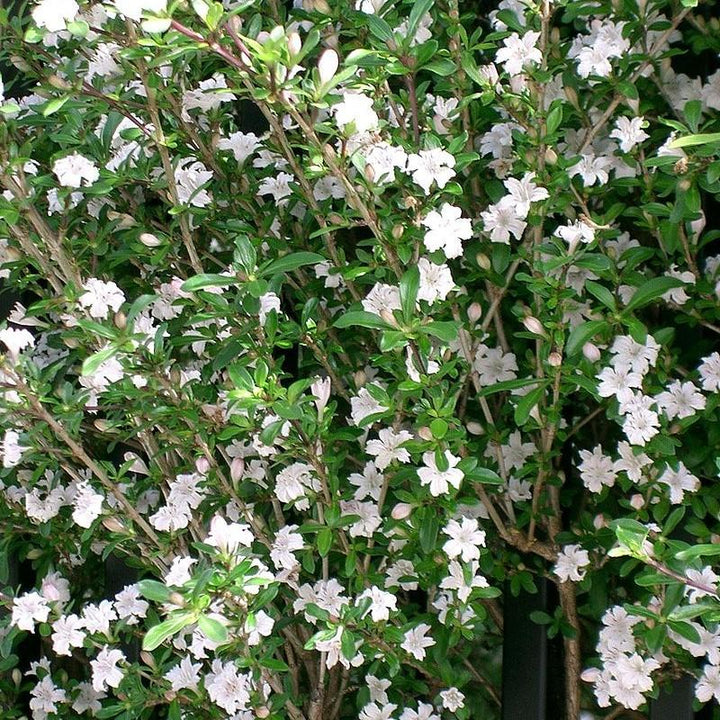 Serissa foetida ~ Snow Rose-ServeScape