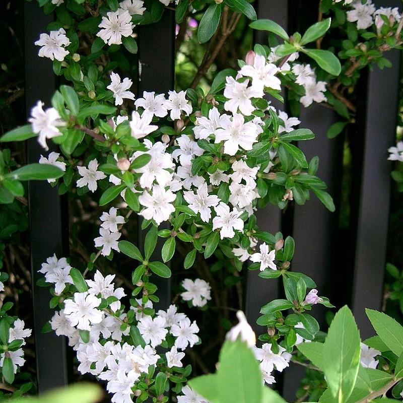 Serissa foetida ~ Snow Rose-ServeScape