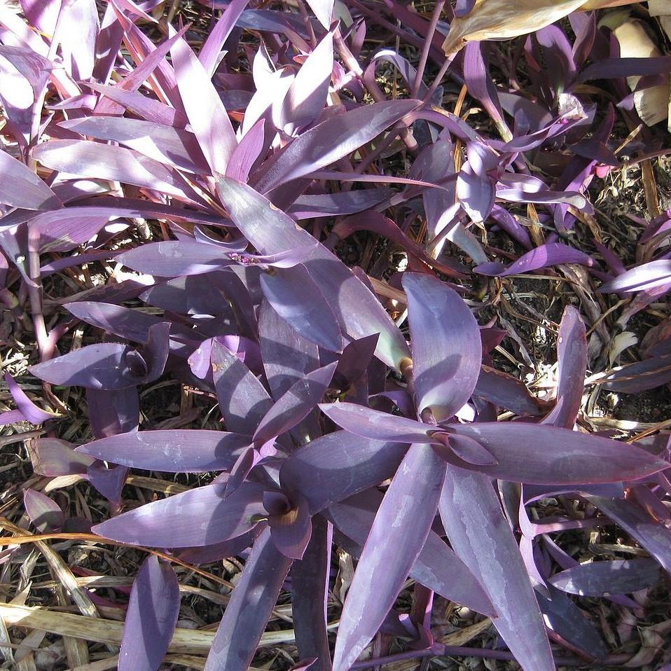 Setcreasea pallida 'Purple Queen' ~ Purple Queen Spiderwort-ServeScape