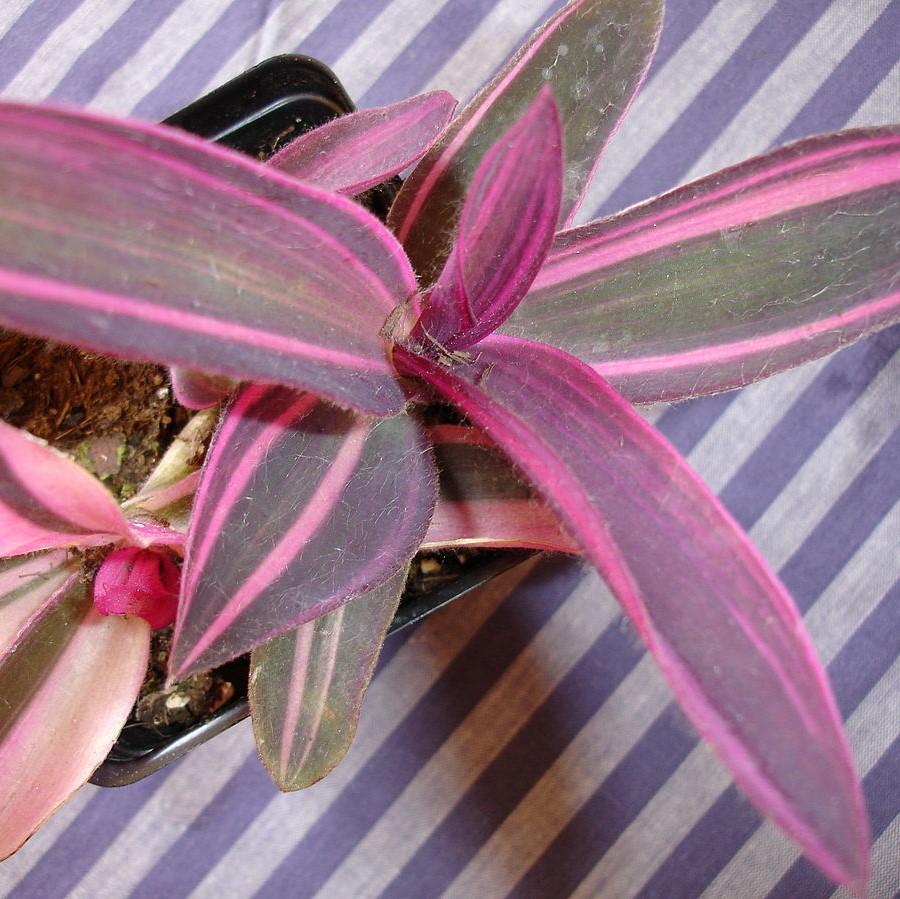 Setcreasea 'Pink Stripes™', Purple Heart