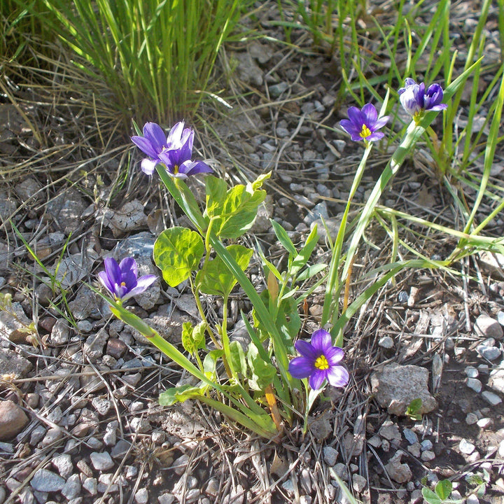 Sisyrinchium angustifolium 'Lucerne' ~ Lucerne Blue-Eyed Grass-ServeScape