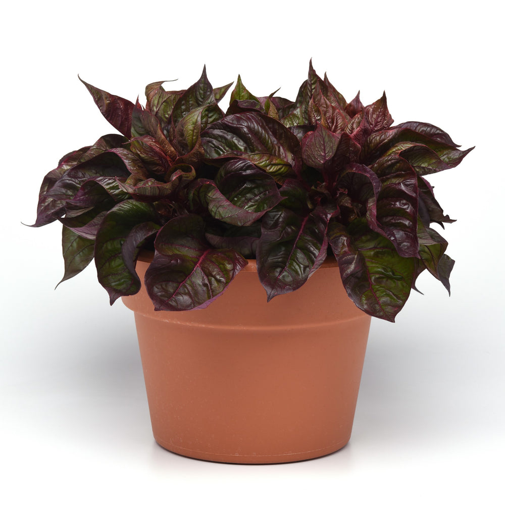 Celosia argentea 'PAS1375173' ~ Sol™ Lizzard Leaf Cleosia-ServeScape