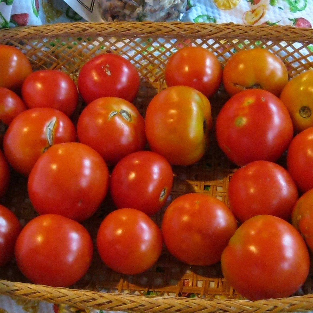 Solanum lycopersicum 'Park's Whopper' ~ Park's Whopper Tomato - Delivered By ServeScape