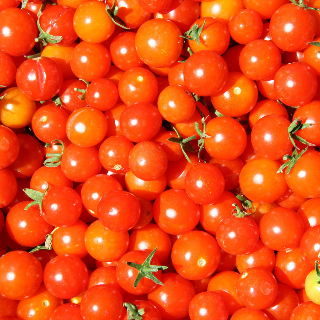 Solanum lycopersicum 'Sweet 100' ~ Sweet 100 Tomato - Delivered By ServeScape