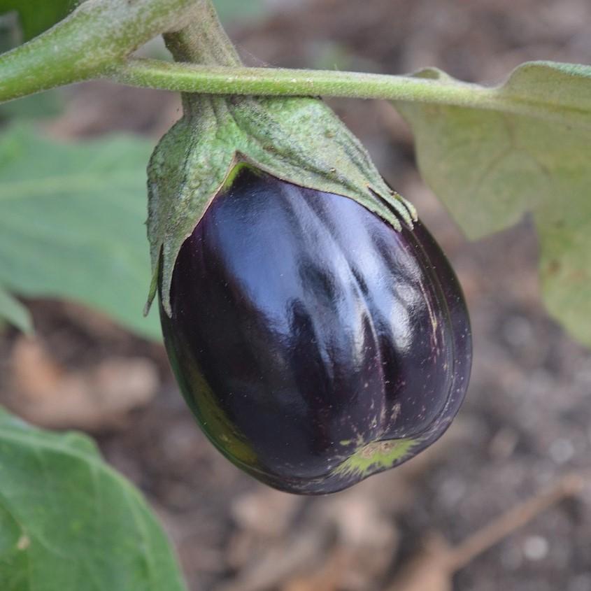 Solanum melongena 'Black Beauty' ~ Black Beauty Eggplant - Delivered By ServeScape