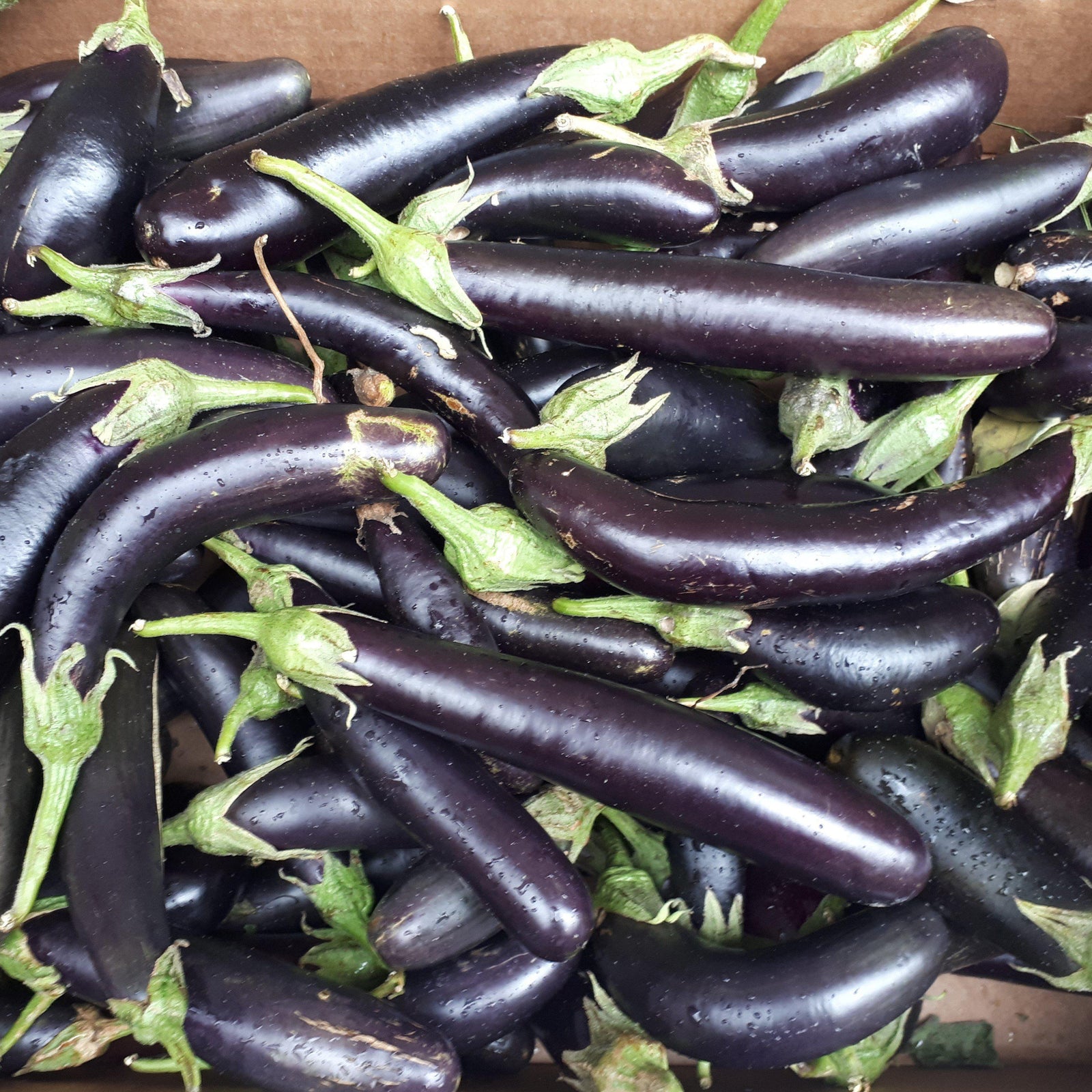 Solanum melongena 'Orient Express' ~ Orient Express Eggplant - Delivered By ServeScape