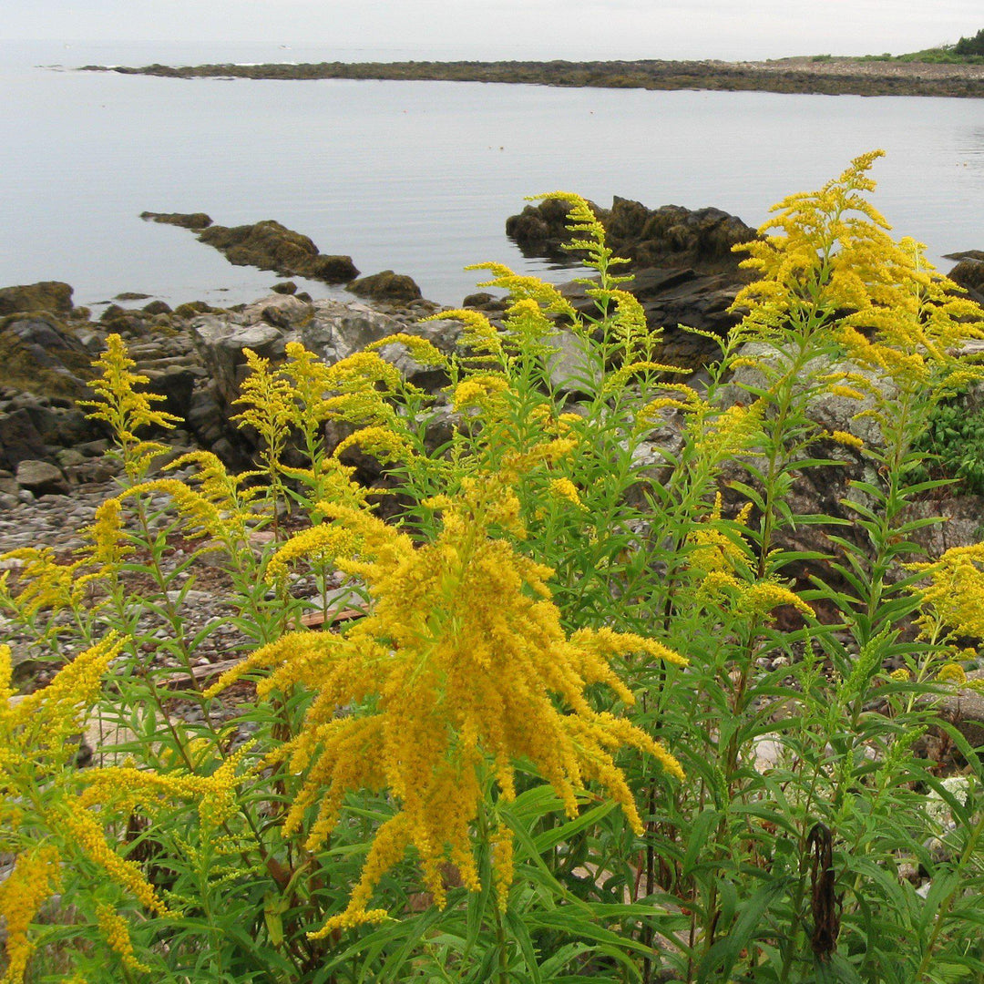 Solidago nemoralis ~ Old Field Goldenrod-ServeScape