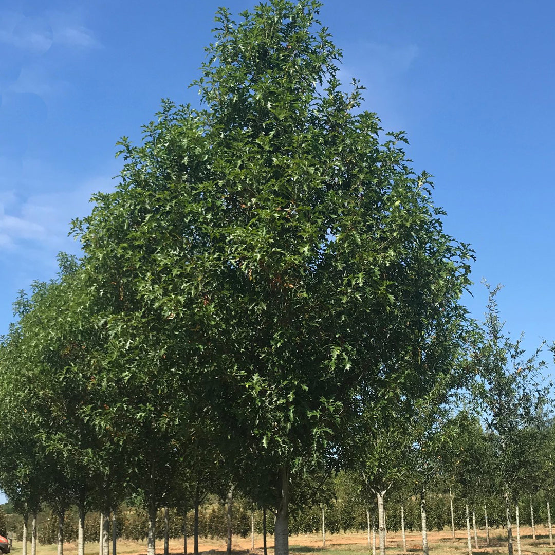 Quercus nuttallii ‘QNMTF2’ ~ Solstyce® Upright Nuttall Oak-ServeScape
