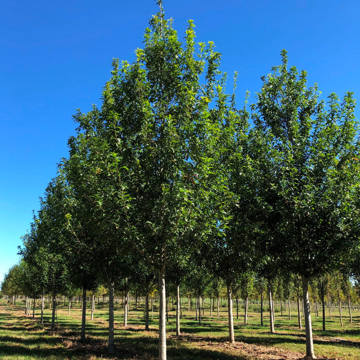 Quercus nuttallii ‘QNMTF2’ ~ Solstyce® Upright Nuttall Oak-ServeScape