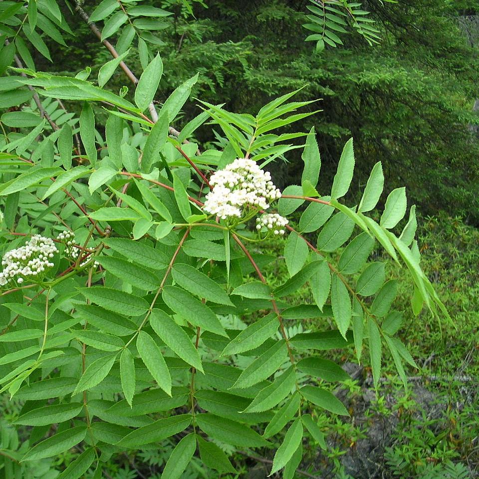Sorbus americana ~ American Mountain Ash-ServeScape