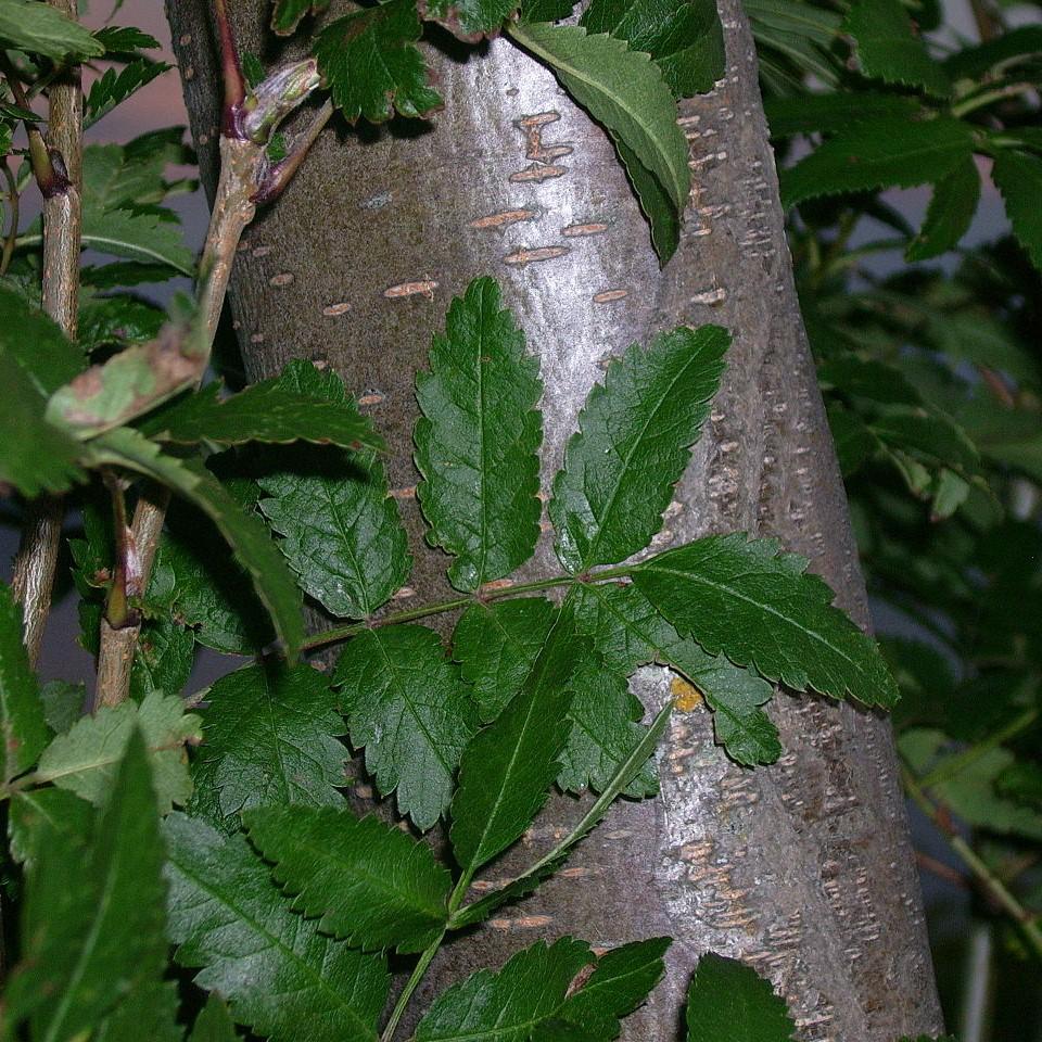 Sorbus americana ~ American Mountain Ash-ServeScape