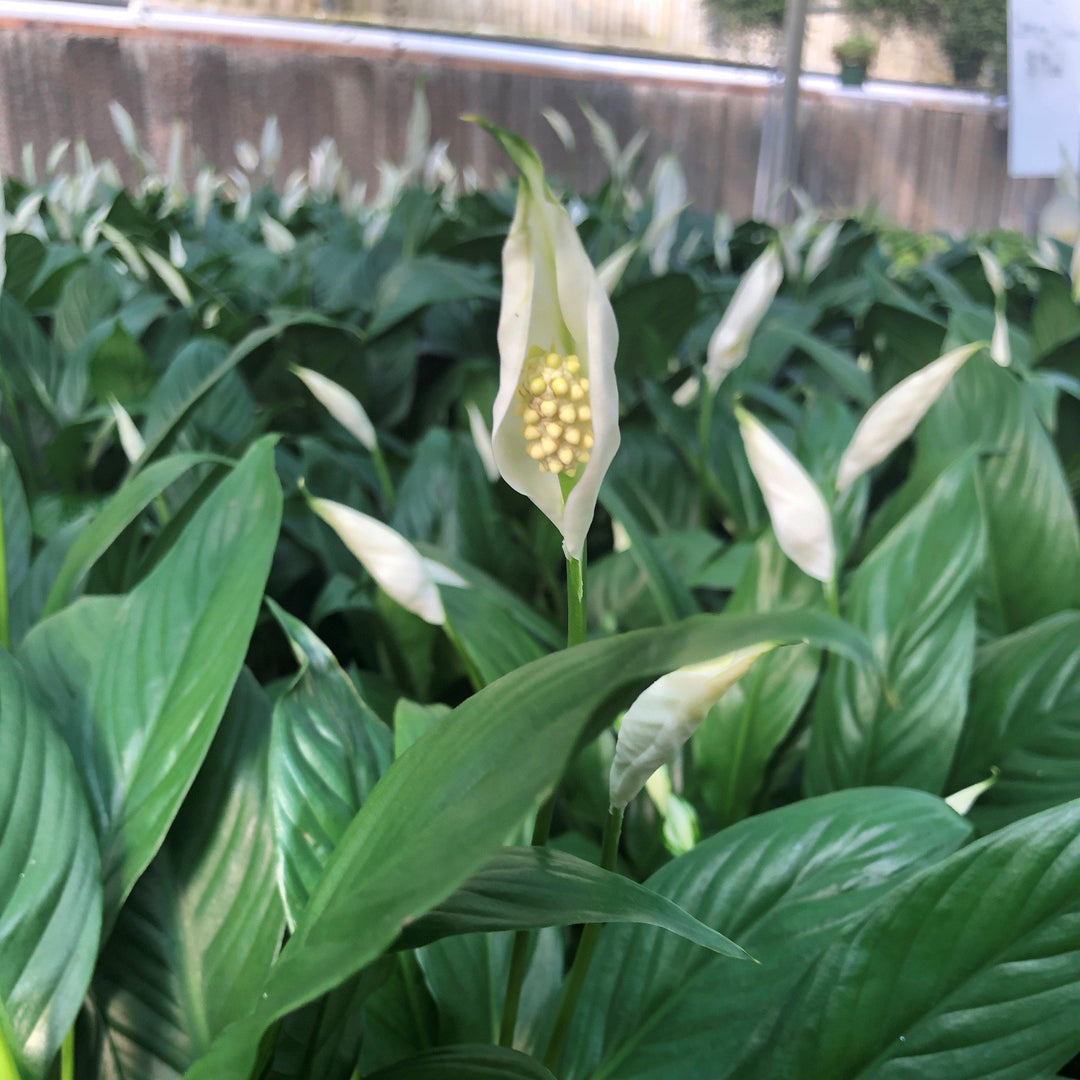 Spathiphyllum ~ Peace Lily-ServeScape