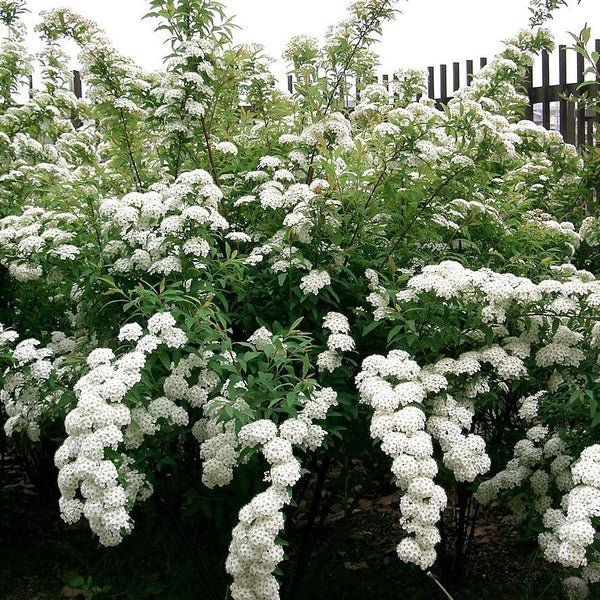 Spiraea-cantoniensis-Reeves-