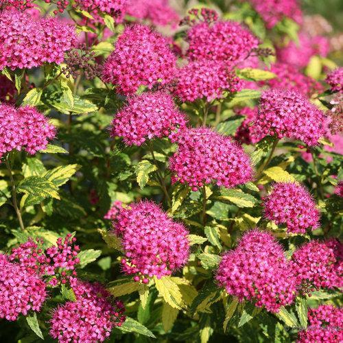 Spiraea japonica 'Minspi' ~ Double Play® Painted Lady® Spirea-ServeScape