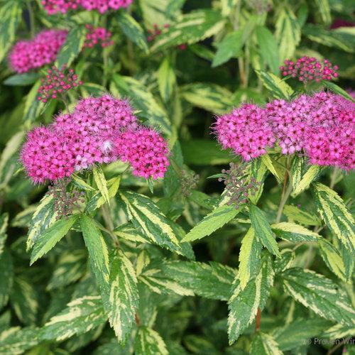 Spiraea japonica 'Minspi' ~ Double Play® Painted Lady® Spirea-ServeScape