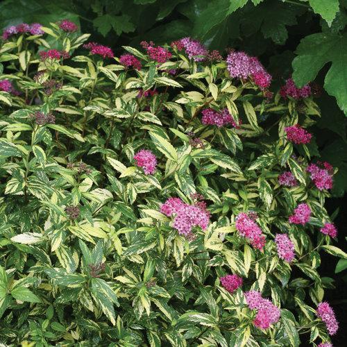 Spiraea japonica 'Minspi' ~ Double Play® Painted Lady® Spirea-ServeScape