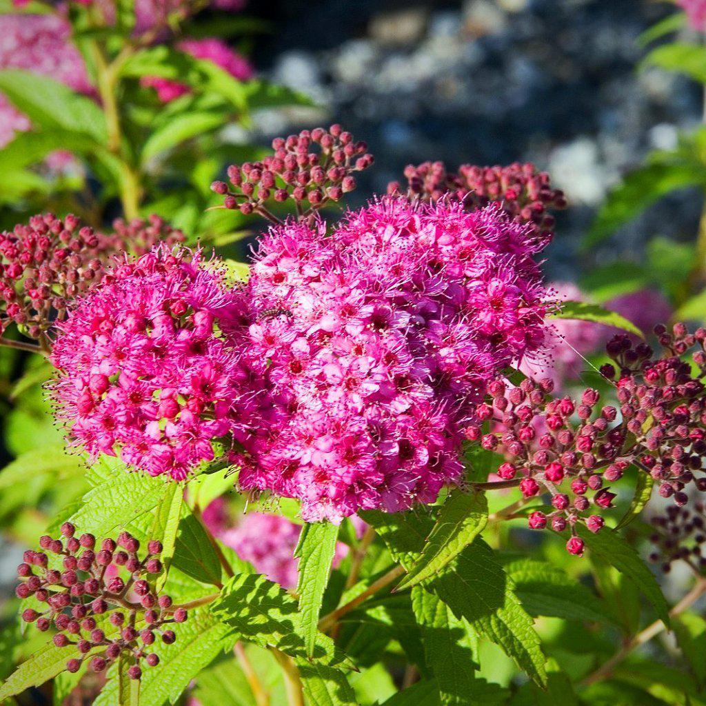 Spiraea japonica 'Neon Flash' ~ Neon Flash Spirea - Delivered By ServeScape