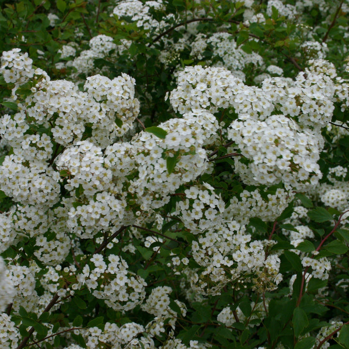 Spiraea x vanhouttei 'Renaissance' ~ Renaissance Spirea - Delivered By ServeScape