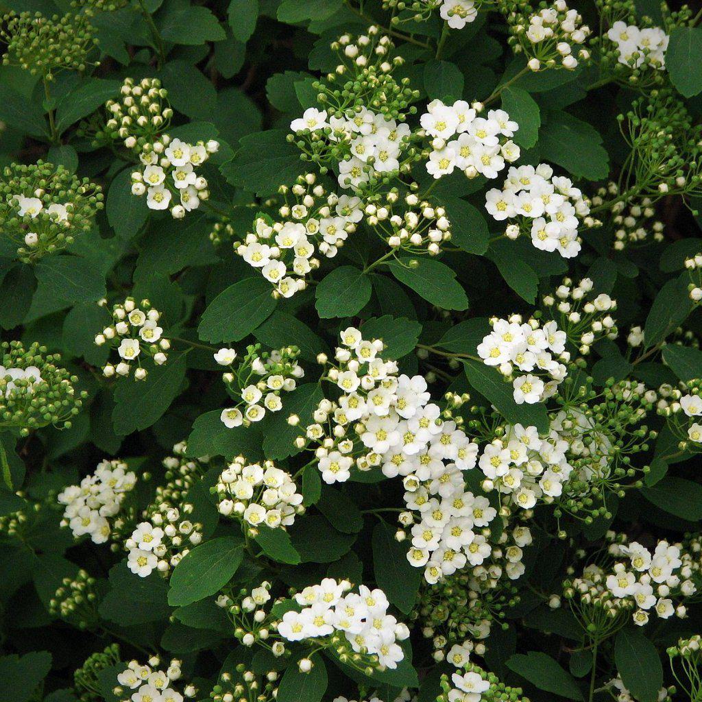 Spirea x vanhouttei ~Bridalwreath Spirea - Delivered By ServeScape