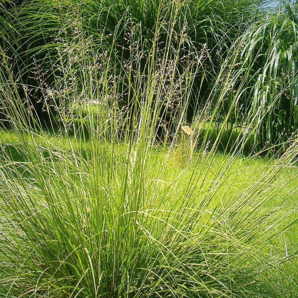 Sporobolis heterolepis ~ Prairie Dropseed - Delivered By ServeScape