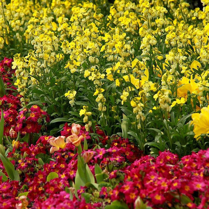 Erysimum cheiri 'Sugar Rush Primrose' ~ Sugar Rush™ Primrose Wallflower-ServeScape