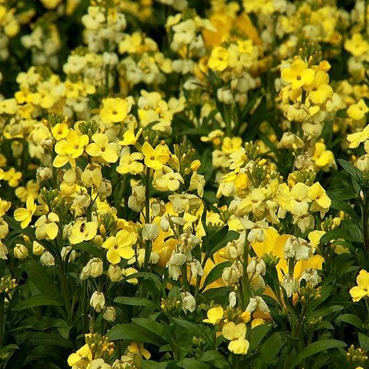 Erysimum cheiri 'Sugar Rush Primrose' ~ Sugar Rush™ Primrose Wallflower-ServeScape