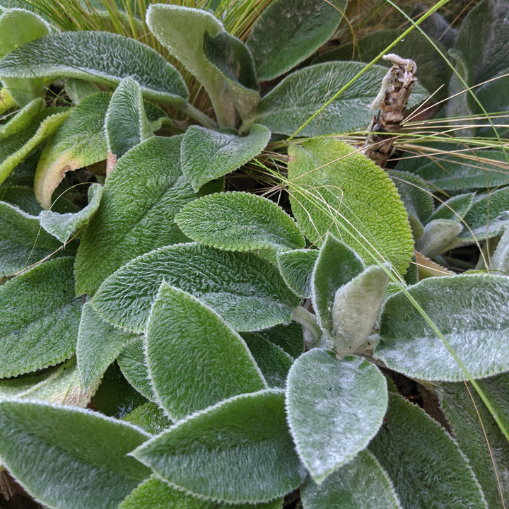 Stachy byzantina 'Helene von Stein' ~ Giant Lamb's Ear - Delivered By ServeScape