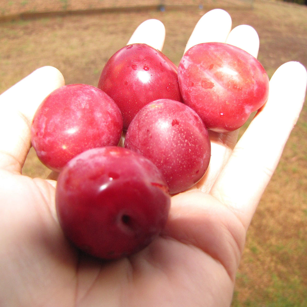 Prunus salicina 'Allred' ~ All Red Plum-ServeScape