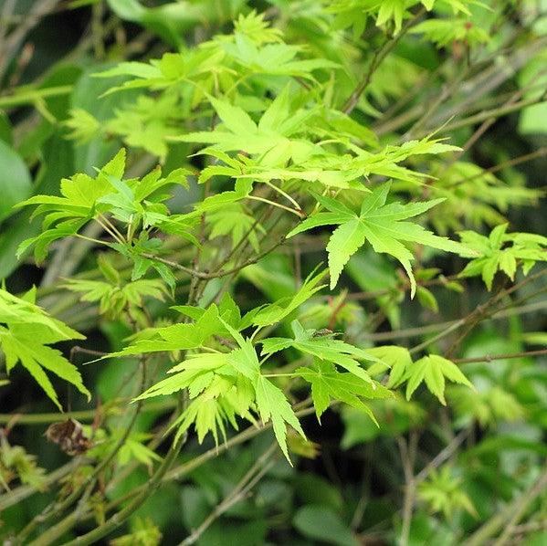 Acer palmatum 'Shidava Gold' ~ Shidava Gold Japanese Maple-ServeScape