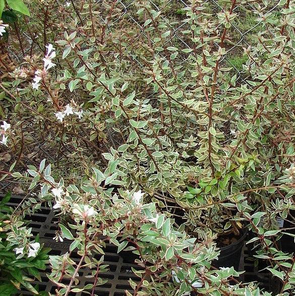 Abelia x grandiflora 'Bella Donna' ~ Bella Donna Abelia-ServeScape