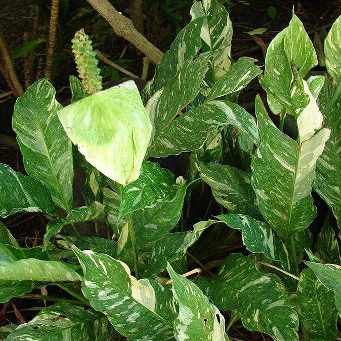 Spathiphyllum 'Domino' ~ Domino Peace Lily-ServeScape