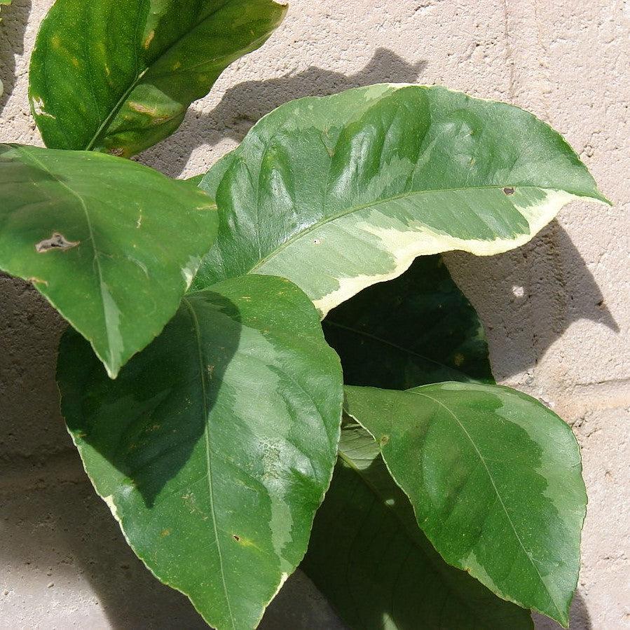 Variegated Lemon - Citrus limon 'Varaigata' – ServeScape