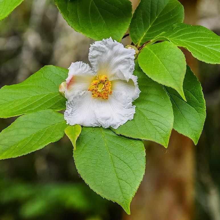 Stewartia pseudocamellia ~ Japanese Stewartia-ServeScape