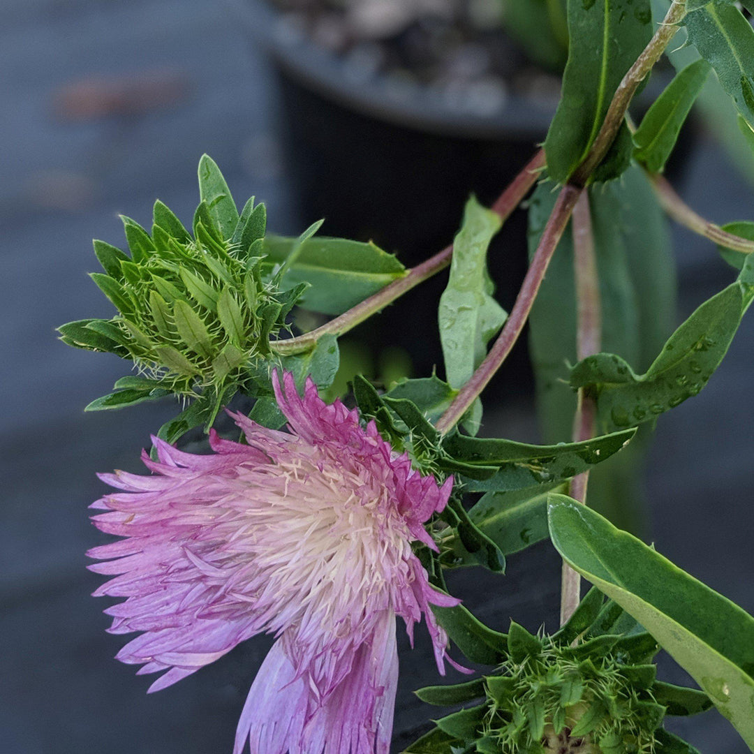 Stokesia laevis 'Colorwheel' pp12718 ~ Colorwheel Stoke's Aster-ServeScape