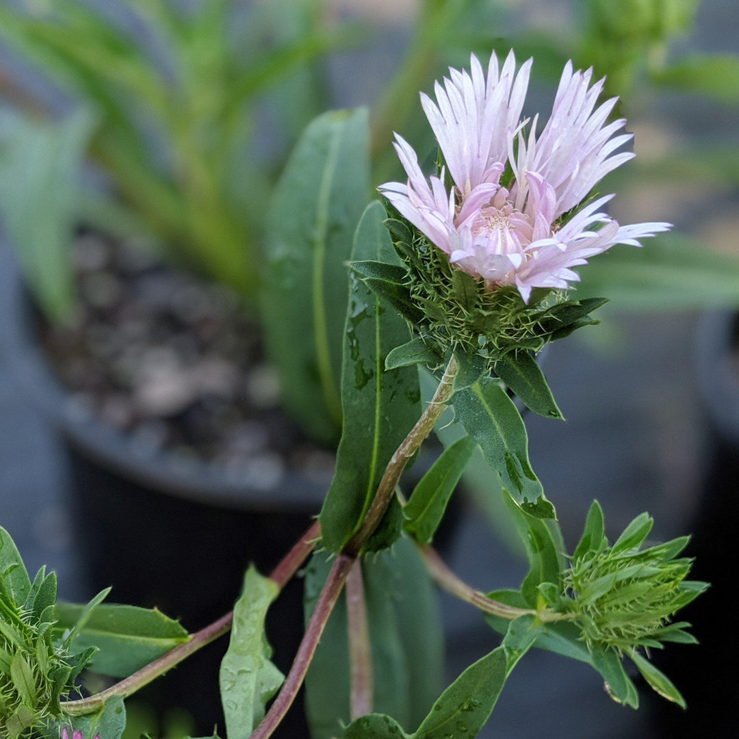 Stokesia laevis 'Colorwheel' pp12718 ~ Colorwheel Stoke's Aster-ServeScape