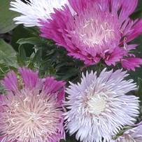 Stokesia laevis 'Colorwheel' pp12718 ~  Colorwheel Stoke's Aster - Delivered By ServeScape