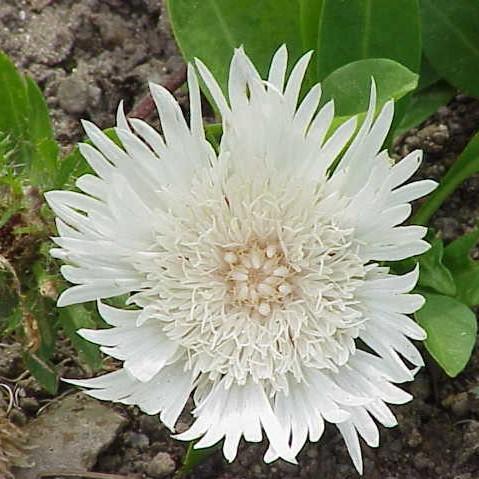 Stokesia laevis 'Divinity' ~ Divinity Stokes' Aster - Delivered By ServeScape