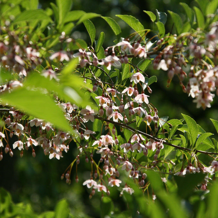 Styrax japonicus "JL Weeping' ~ Marley's Pink® Weeping Japanese Snowbell-ServeScape