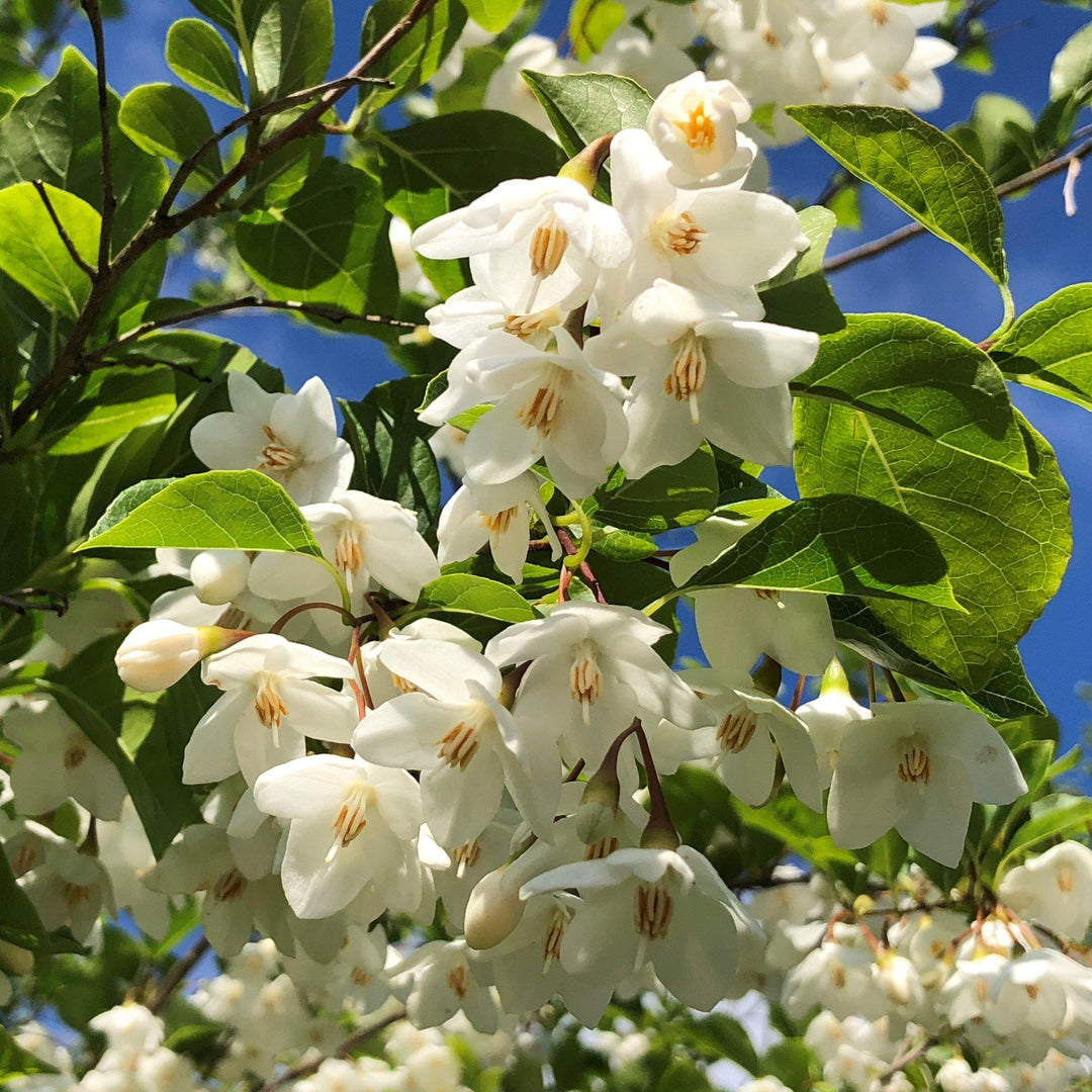 Styrax japonicus ~ Japanese Snowball-ServeScape