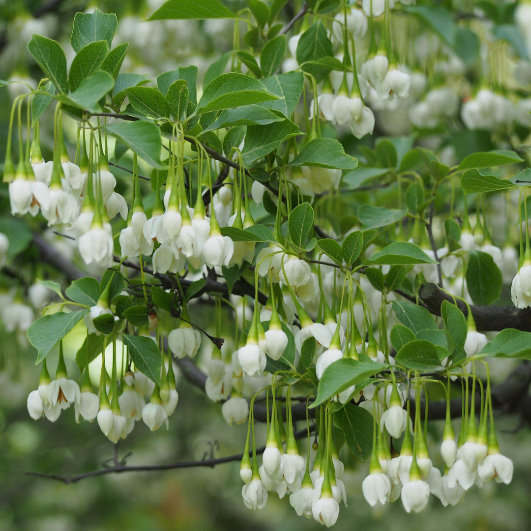 Styrax japonicus ~ Japanese Snowball-ServeScape