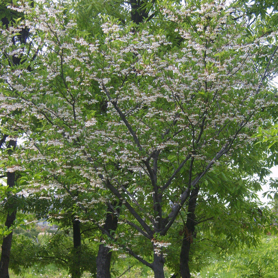 Styrax japonicus ~ Japanese Snowball-ServeScape