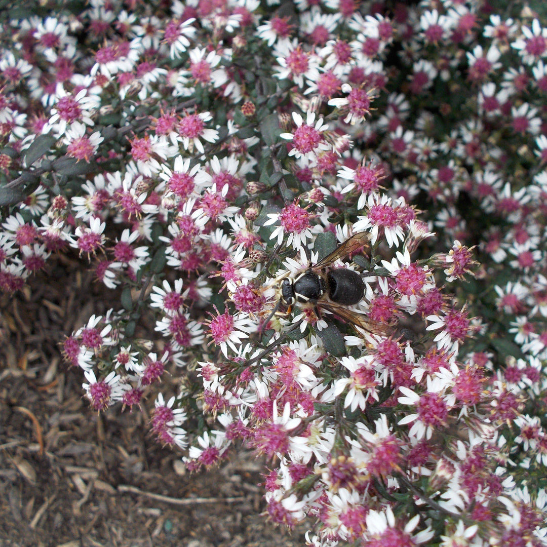Symphyotrichum lateriflorus 'Lady in Black' ~ Lady In Black Calico Aster - Delivered By ServeScape