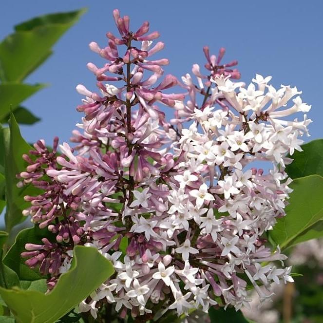Syringa pubescens subsp. patula 'Miss Kim ~ Miss Kim Manchurian Lilac-ServeScape