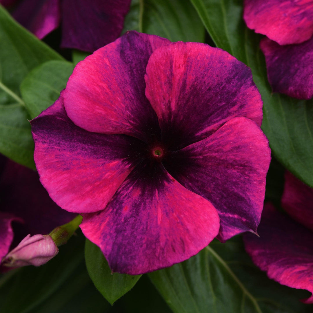 Catharanthus roseus 'PAS1192838' ~ Tattoo™ Black Cherry Vinca-ServeScape