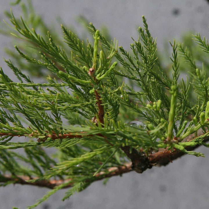 Taxodium ascendens ~ Pond Cypress-ServeScape