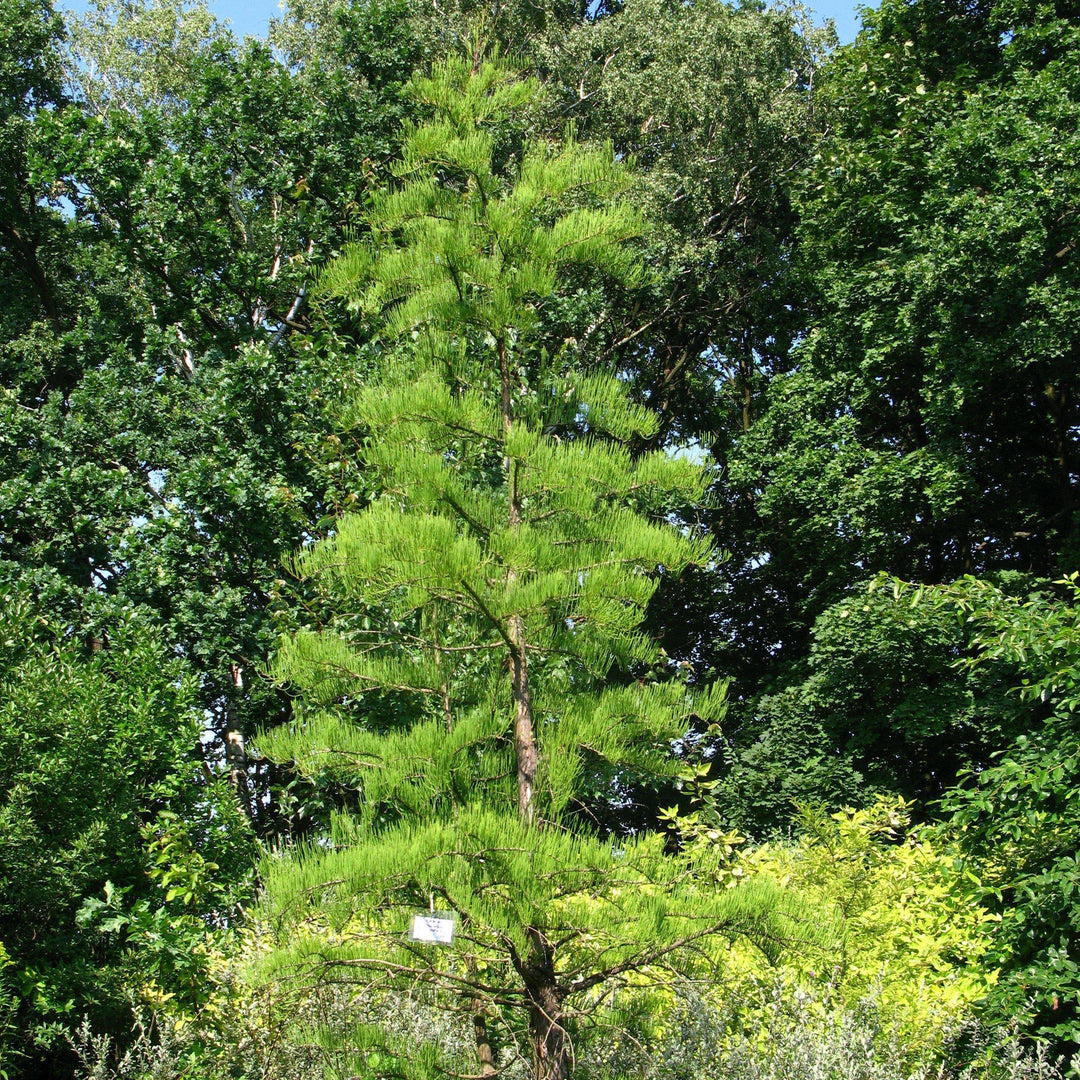 Taxodium ascendens ~ Pond Cypress-ServeScape