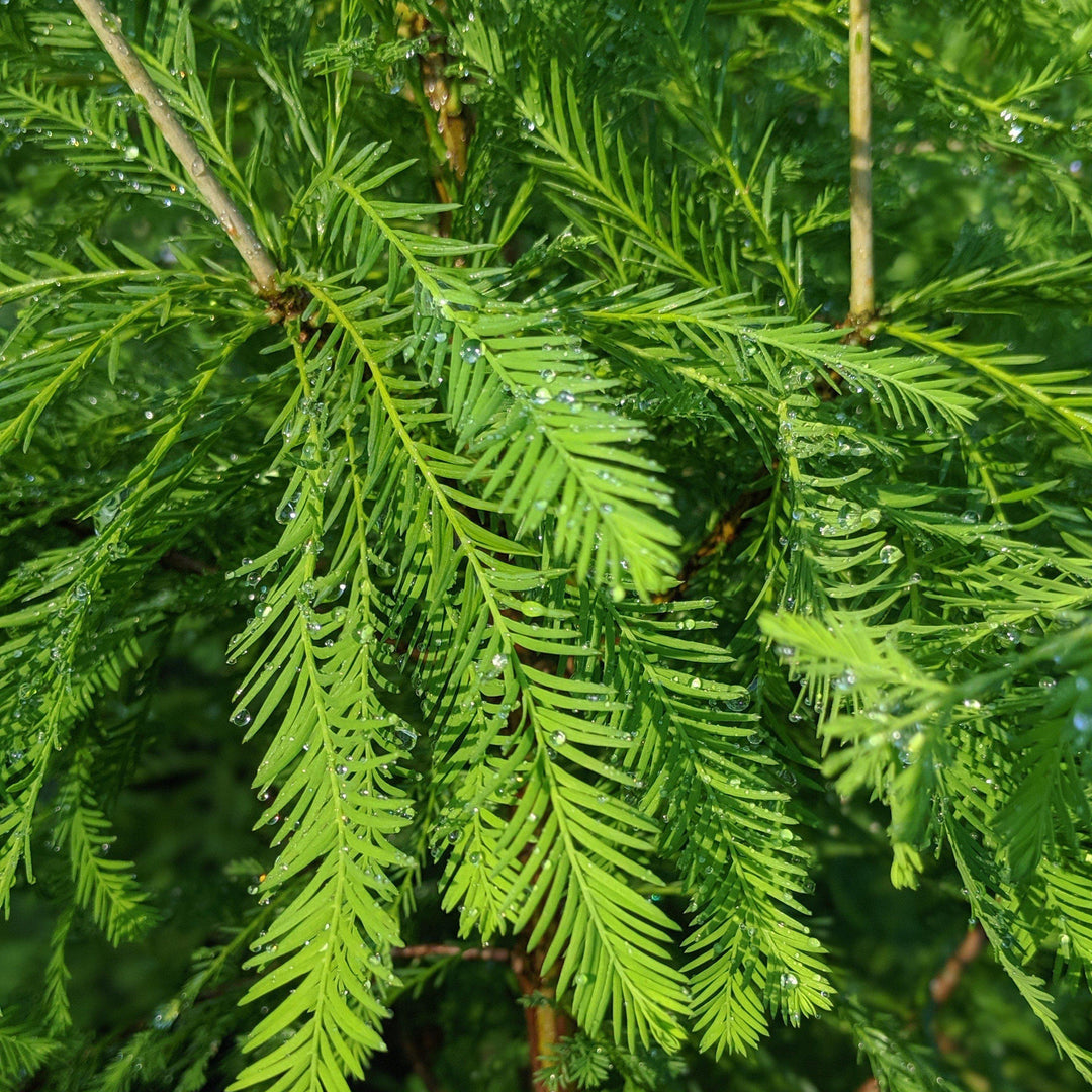 Taxodium distichum ~ Bald Cypress - Delivered By ServeScape
