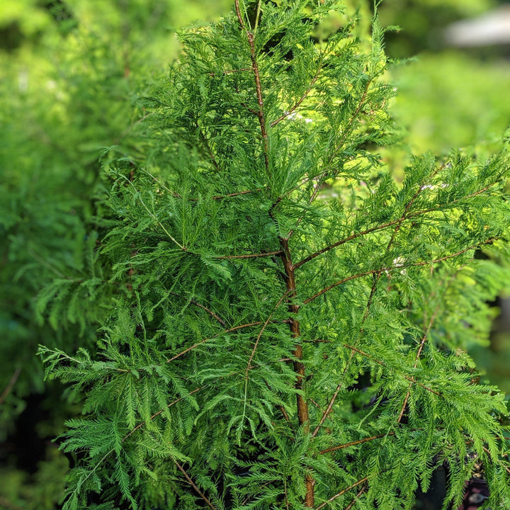 Taxodium distichum 'Mickelson' ~ Shawnee Brave™ Bald Cypress-ServeScape