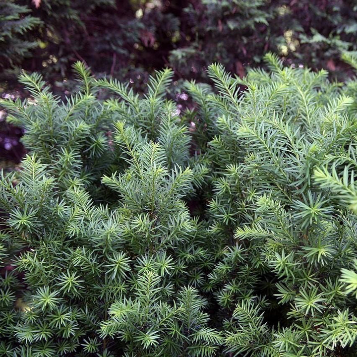 Taxus × media 'Hicksii' ~ Hick's Yew-ServeScape