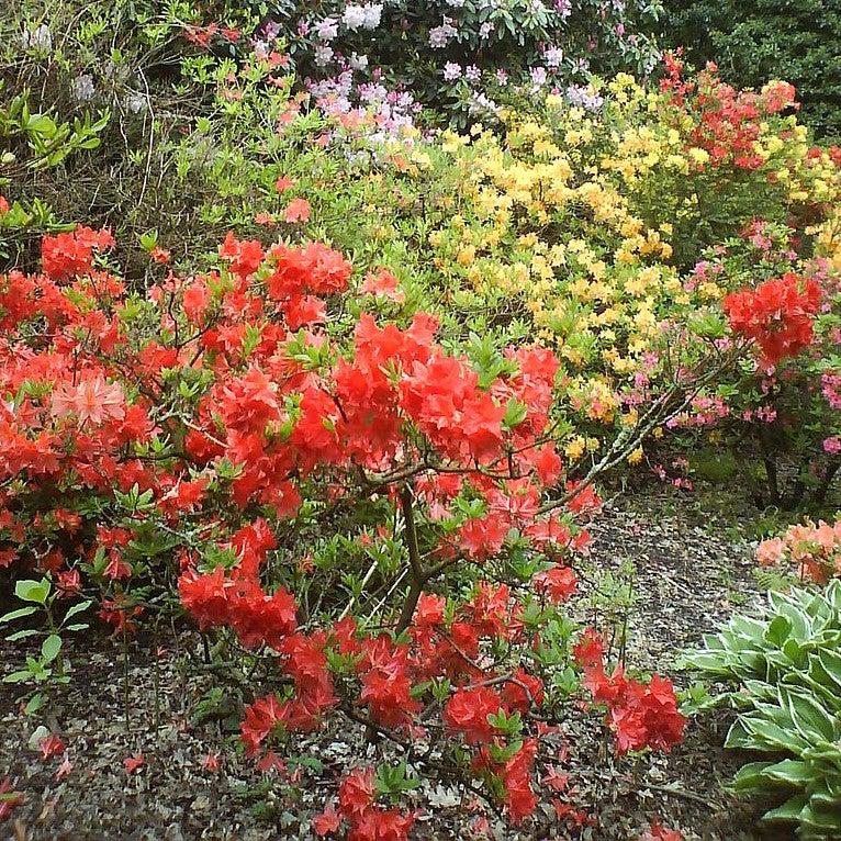 Rhododendron ‘Corley’s Cardinal’ ~ Corley's Cardinal Auburn Azalea-ServeScape
